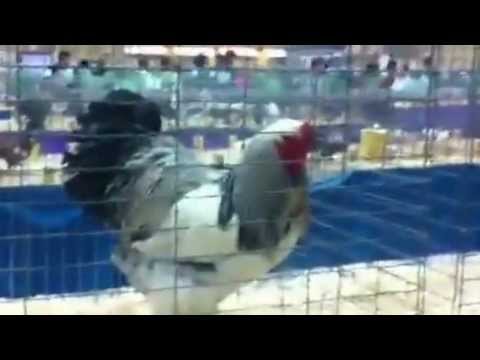 World's Featheryist Rooster