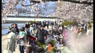 KANSAI cherry blossoms