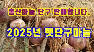 25.5.28. 홍산마늘 단구 판매합니다.