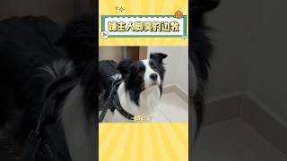 果然，狗是狗，边牧是边牧#萌宠 #萌宠出道计划 #边牧