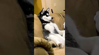 Husky=no boring life#doglovers #dogvideos #funnydog#husky#funnyhusky#fyp#foryoupage