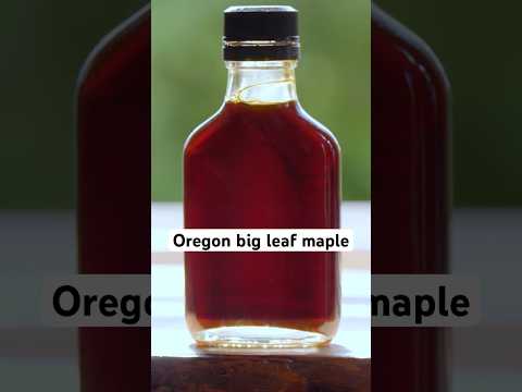 🍁Bigleaf Maples are bringing the maple syrup business to Oregon 🥞 #superabundant