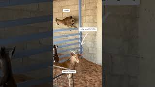 انتظار التصوير #explore #اكسبلور #تيك_توك #ترند #foryou #اكسبلورر #تصويري #ترند_تيك_توك #animals