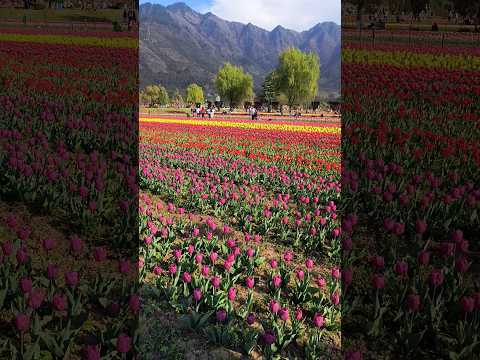 TULIP GARDEN KASHMIR 🌷🌷 #shorts #viral #trending #shortvideo