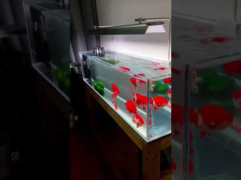 Lovely goldfish tank