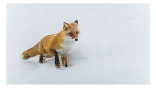 Lumix GH5 PHOTOGRAPHY Settings: Photography on the Lumix GH5 (2020)