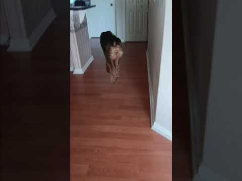 Лада и... #shortsviral