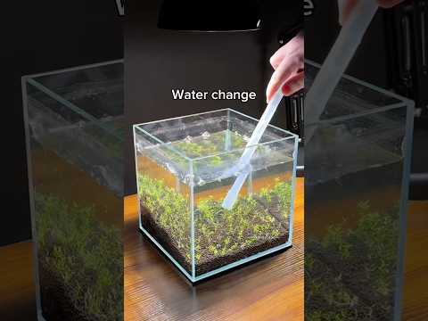 Building a nano planted cube aquarium