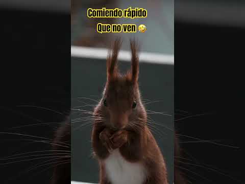 #🤣la ardilla 🐿️ comiendo rápido para que nadie la vea 🤣nadie vio🤣