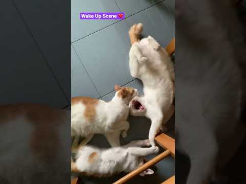 Cat Lovers ❤️