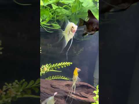 Angel Tank