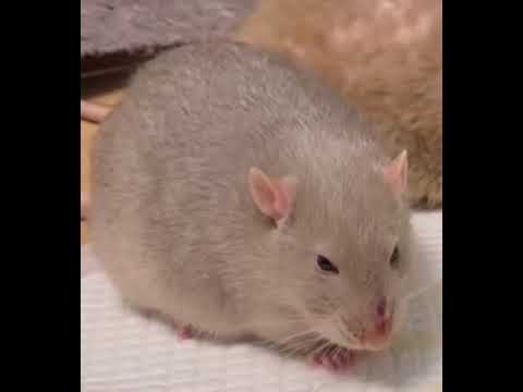 funny mouse