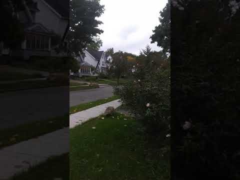 Migratory Monarche Butterfly 2017 Autumn