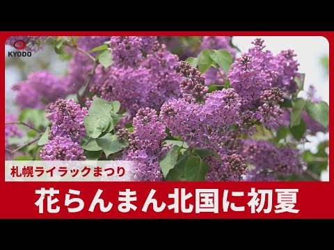 花らんまん北国に初夏 札幌ライラックまつり
