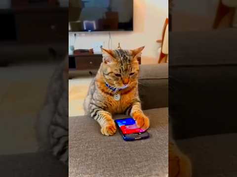 #Cat is watching mobile #🤣🤣#funnyshorts # yutube#🤓🤓🤓