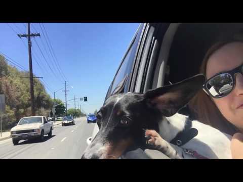 Heidi loves the wind through her ears 💗