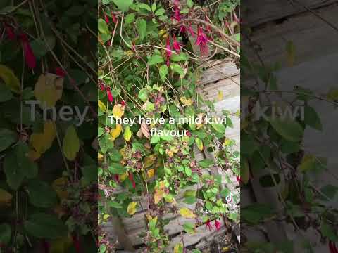 Let’s eat Fuschia Berries #garden #gardening #antioxidants