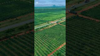 Endless Green Rows | Mesmerizing Drone View of a Modern Farm