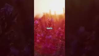 Law of Attraction Affirmations #shorts #lawofattractionaffirmations