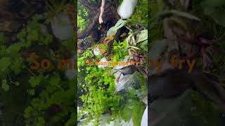 Guppy fry #AquariumLife#Aquascape#PlantedTank#FishTank#AquariumHobby#AquariumAddict#AquariumGoals