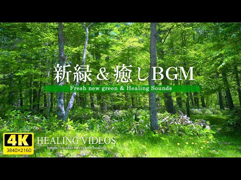 【4K】爽やかな新緑と癒しBGM - VOL.4（鳥のさえずり・川のせせらぎ）疲れた心身の回復・リラックス効果・勉強中や作業用、目覚めの朝に、眠れない夜にもどうぞ。