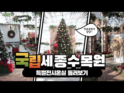 [식사남TV] 연말 느낌 물씬~ 국립세종수목원 특별전시온실 둘러보기