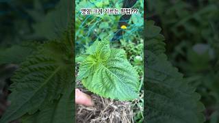 깻잎 크게 기르는 방법 #깻잎 #텃밭농사 #쌈채소