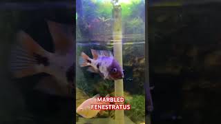 FIRST TIME SEEING ONE IN PERSON! #vieja #marbledfenestratus #thefishcorner