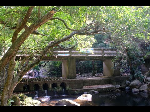 城門水庫 牛 23.May.2021