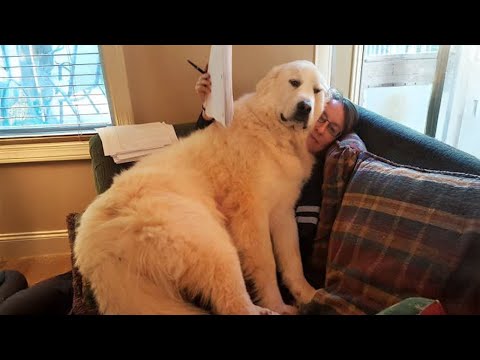 When Your Dog Can’t Handle Being Away From You 🐶