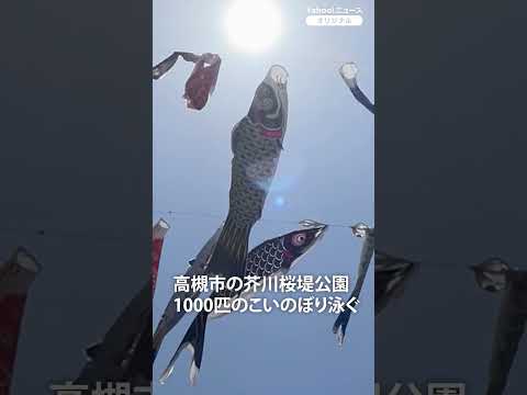 立夏の大阪　こいのぼり約1000匹、青空に泳ぐ　高槻・芥川 #shorts #こいのぼり #osaka