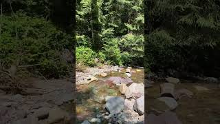 Tranquil Forest Stream: Nature's Peaceful Symphony#foreststream #naturelover