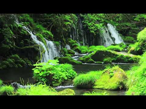 Mysterious Moss Waterfall, Clear Water Sound and Birdsong