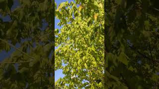 Oregon maple