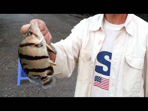Tai Tam Siamese Tiger Fishing 2013.09.07