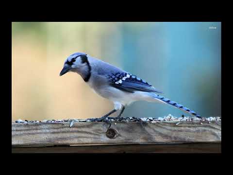Waking the Blue jay (beginner)