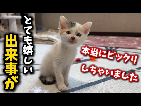 Something truly surprising and delightful happened to the cats.