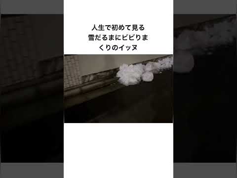 生まれて初めて雪だるまを見る犬　#puppy #chihuahua  #poodle