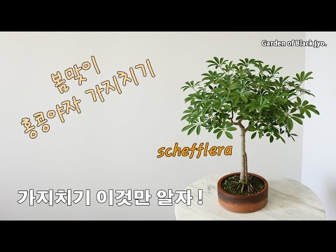 봄맞이 홍콩야자 가지치기! / 이것만 알자 /schefflera cuttings