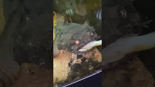 The *Coolest* Freshwater Lion Fish!