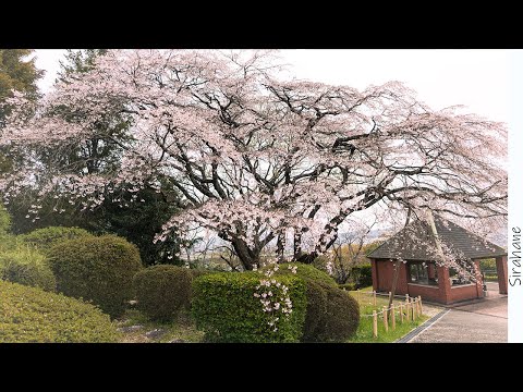 桜に癒されたくて岡山の桜名所めぐりする休日、半田山植物園、旧岡山偕行社 、岡山後楽園、王子が岳