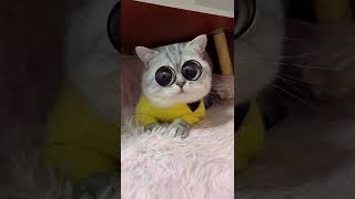 Do u know how to do this?#funny #vivavideo #pets