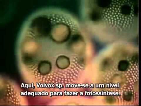 Biologia das algas [Legendado PT-BR] - Parte 1 de 2