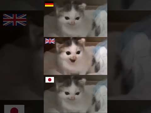 Angry German cat meme but in different countries #shorts