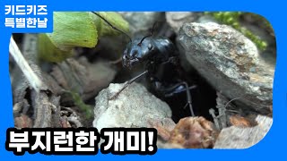 [자연관찰] 부지런한 개미!ㅣ키드키즈ㅣ나와가족ㅣ유아동화ㅣ어린이동화ㅣ곤충동화ㅣ유치원동화ㅣ어린이집동화