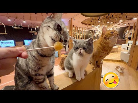 The Best FUNNY ANIMALS VIDEOS of All Time 🤣 Ultra Funny CATS and DOGS videos 2024 #part 33