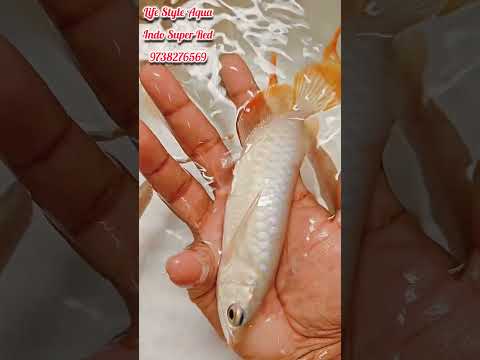 "Unveiling the Majesty: Indonesian Super Red Arowana – A Closer Look at the Aquatic Elegance!"