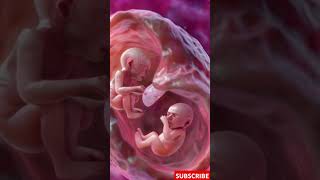 Incredible Footage of Twins Developing in the Womb