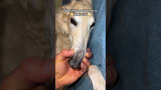 SIGNS YOUR BORZOI IS ⭐️THRIVING⭐️ #borzoi #doglife #thriving #dogs #hosegoat #sneepsnorp #unhinged