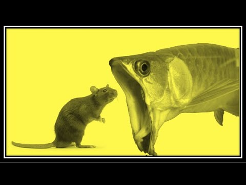 Best Top 5 Arowana Attacks | Top 5 Arowana Feeding with special creatures